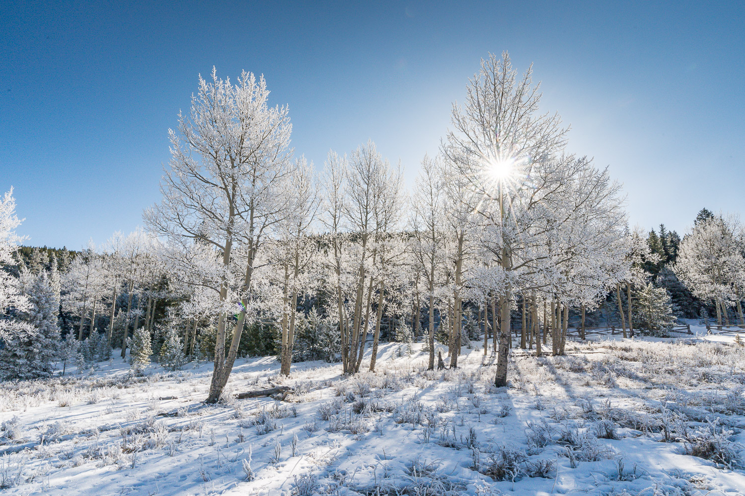 get sharp images every time